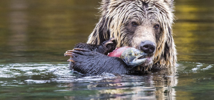 Salmon Lunch