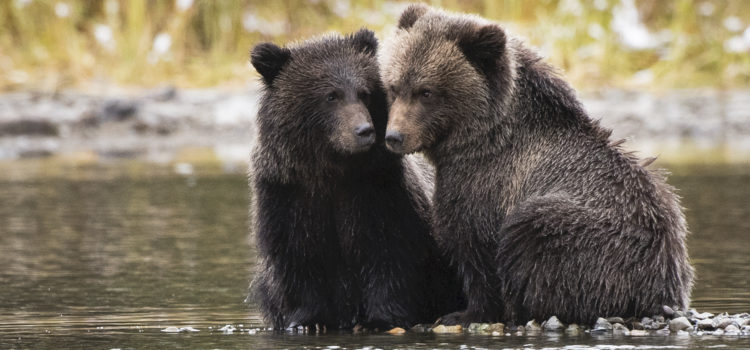 First Grizzly Bear Sighting